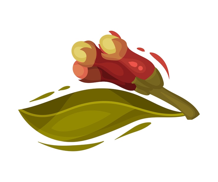 Vector árbol de clavo colorido vector botánico ilustrado artículo rama de clavo cruda con hojas y brotes de flores ilustración vectorial de hierbas aislada en fondo blanco