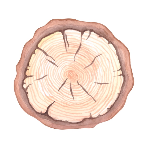 Vector Árbol cortado con sierra de acuarela. decoración de rodajas de madera. clipart de elementos botánicos de la naturaleza de invierno