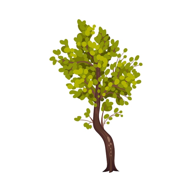 Vector Árbol con follaje verde exuberante e ilustración vectorial del tronco