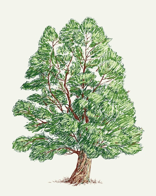 Vector Árbol de hoja caduca en el verano