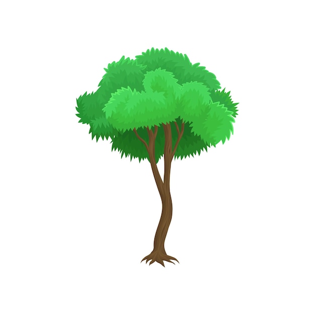 Árbol con hojas verdes y corona redondeada vector ilustración sobre un fondo blanco