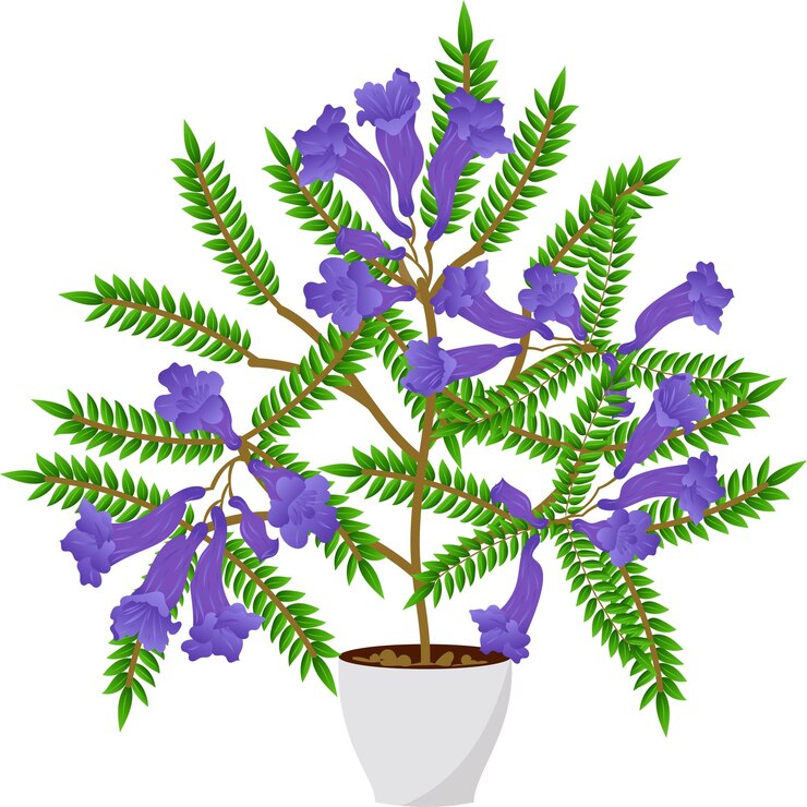 Vector árbol de jacaranda en la parte superior ilustración vectorial