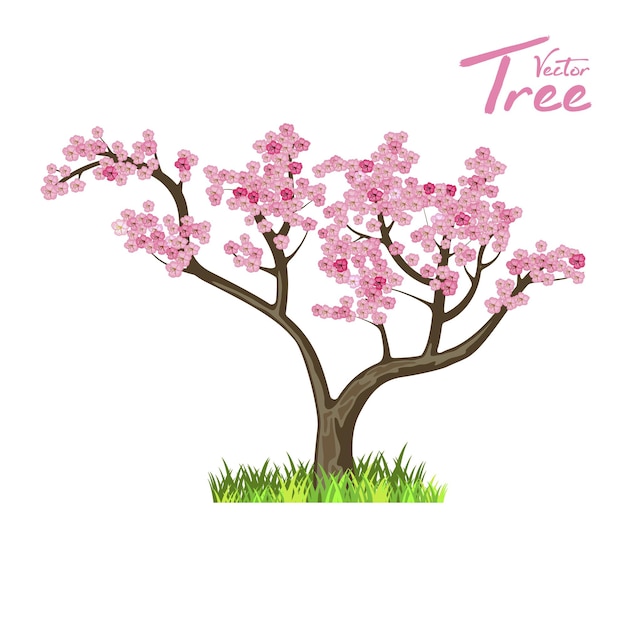 Árbol de japón. sakura. naturaleza y ecología. objeto natural para el diseño del paisaje o parque.