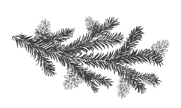 Árbol de navidad y pinos con conos dibujados a mano ilustración