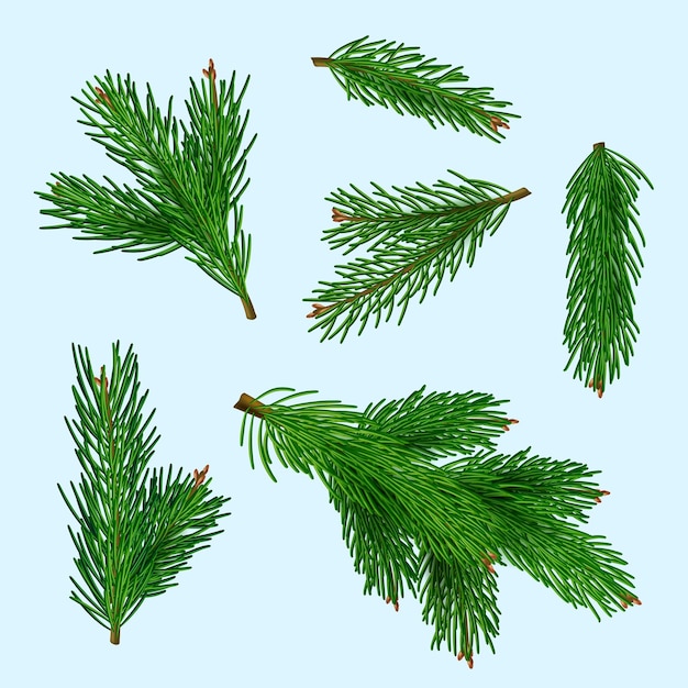 Árbol de navidad ramas de navidad realistas plantas de invierno verdes para regalos juguetes ilustraciones realistas vectoriales decentes aisladas