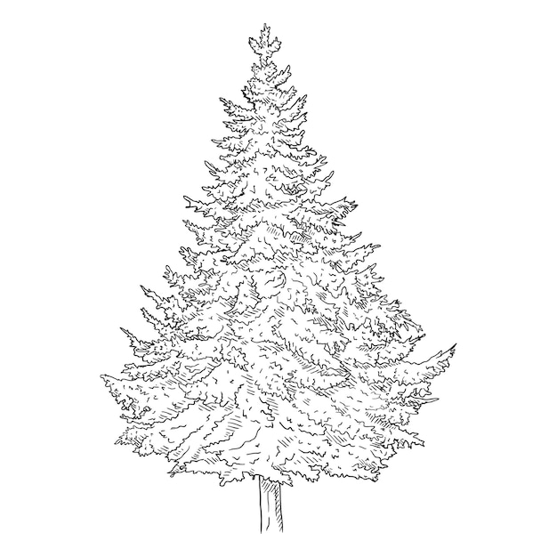 Árbol de pino de bosquejo dibujado mano de vector