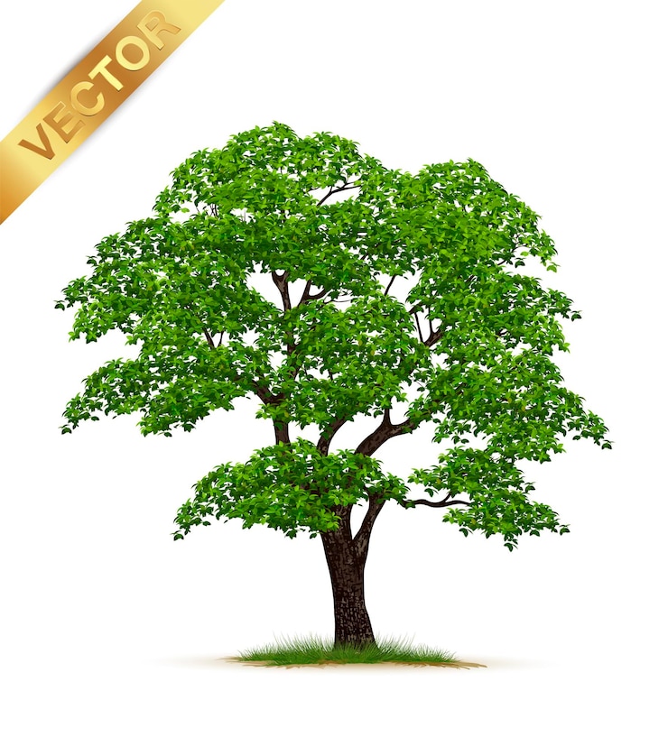 Vector árbol realista aislado sobre fondo blanco