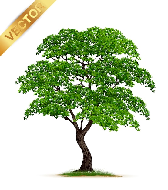 árbol realista aislado sobre fondo blanco