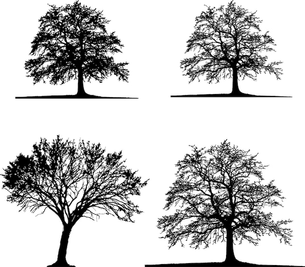 Vector Árbol, silueta, blanco y negro, árbol alto