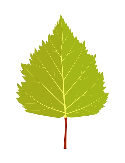 Vector Árbol verde hoja abedul blanco fondo blanco