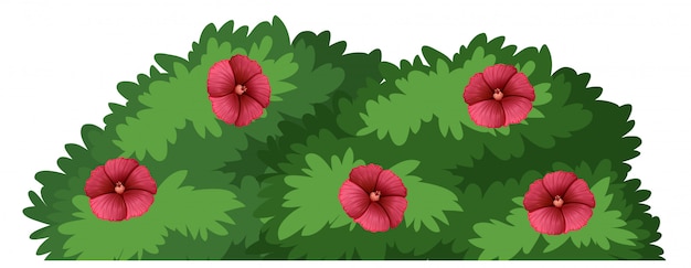 Vector arbusto de flores aisladas con flores