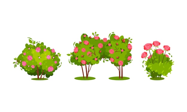 arbustos con flores de rosa y tallo ramificado como conjunto vectorial de plantas perennes de madera