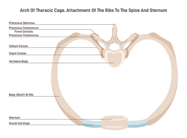 Vector arco de la caja torácica huesos y cartílagos del segmento de la caja torácica