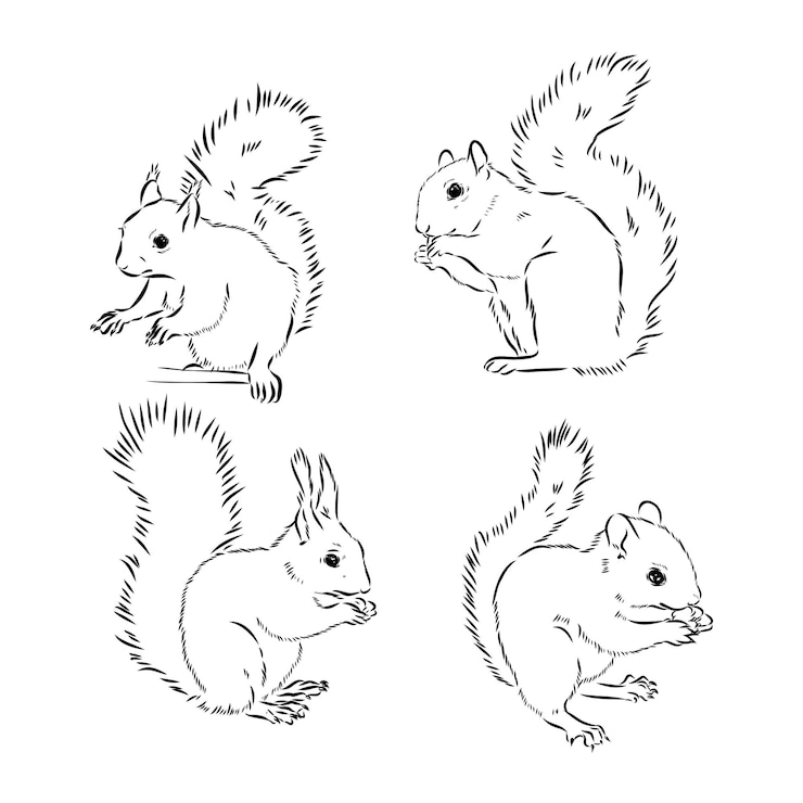 Vector ardilla dibujada a mano animal realista retro aislado estilo vintage diseño gráfico de línea doodle dibujo en blanco y negro mamífero vector sketch navidad animal ardilla vector sketch