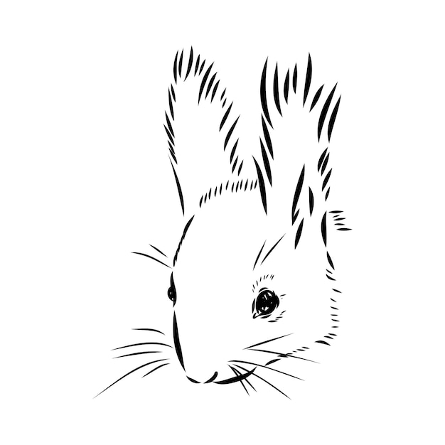 Ardilla dibujada a mano Animal realista retro aislado Estilo vintage Diseño gráfico de línea de garabato Dibujo en blanco y negro mamífero Dibujo vectorial Animal de Navidad