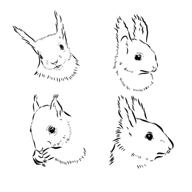 Ardilla dibujada a mano animal realista retro aislado estilo vintage línea de doodle diseño gráfico negro a