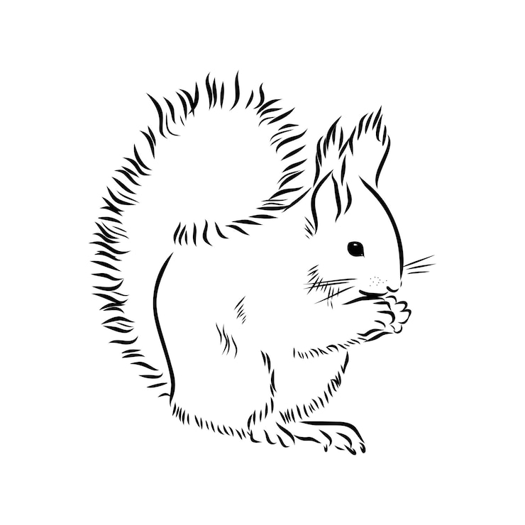 Vector ardilla. ilustración de boceto dibujado a mano aislada sobre fondo blanco