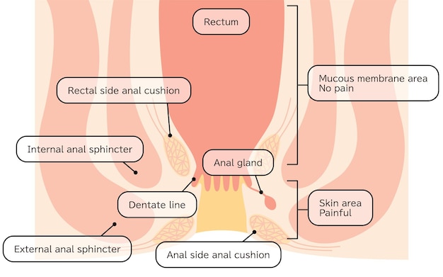Área del recto y el ano del cuerpo humano Ilustraciones de sección transversal