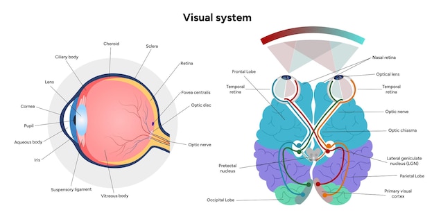 Áreas de anatomía cerebral partes funciones sección colorida diagrama infográfico y sistema visual