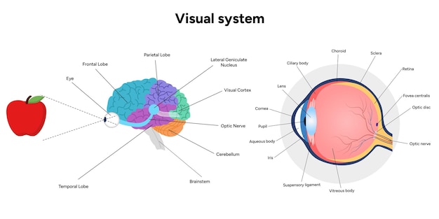 Áreas de anatomía cerebral partes funciones sección colorida diagrama infográfico y sistema visual