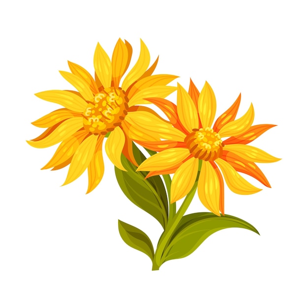 Vector arnica cabeza de flor amarilla o naranja con flores de rayos largos en ilustración vectorial del tallo verde