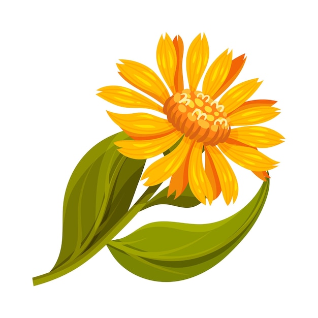 Vector arnica de montaña o arnica montana con gran cabeza de flor amarilla y hojas venadas ilustración vectorial