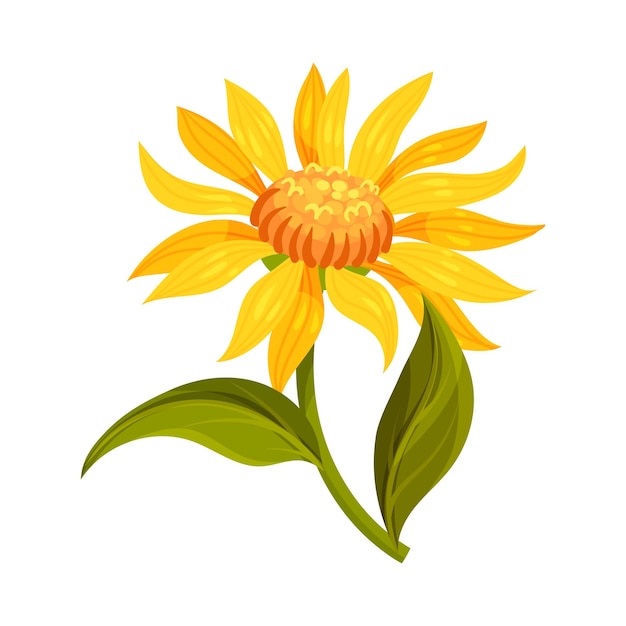 Arnica de montaña o Arnica Montana con gran cabeza de flor amarilla y hojas venadas Ilustración vectorial