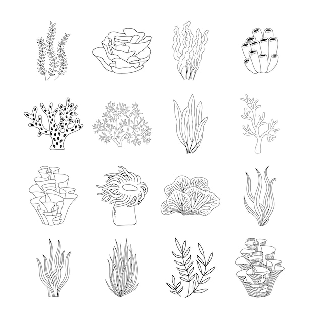 Arrecife de coral de moda y colección de vectores de algas marinas Conjunto de iconos de línea de plantas oceánicas submarinas Acuario algas laminaria kelp vida acuática aislada sobre fondo blanco