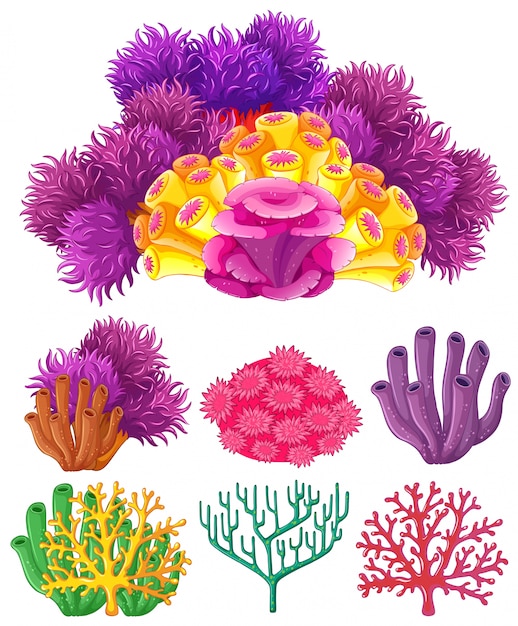 Arrecife de coral sobre un fondo blanco
