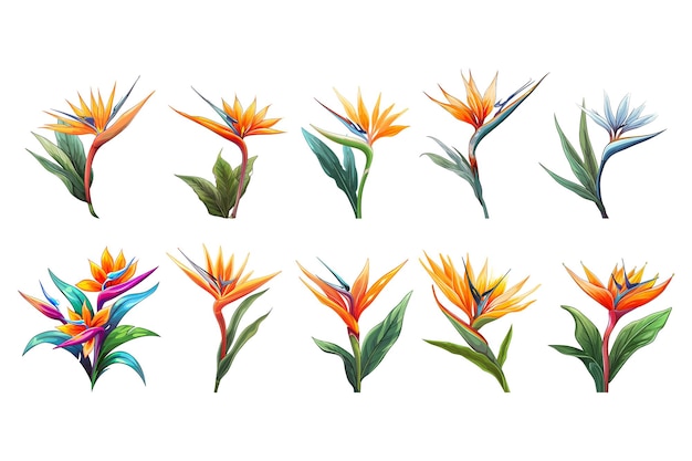 Vector arreglo floral de pájaro del paraíso dibujado a mano