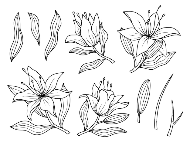 Arreglo de flores con arte lineal dibujado a mano