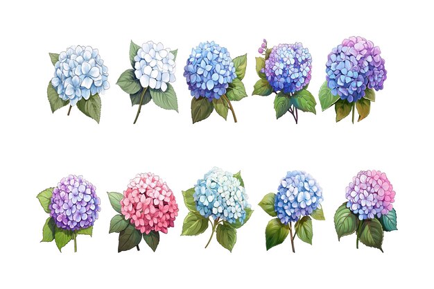 Vector arreglo de flores de hortensia dibujado a mano