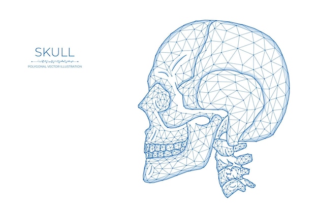 Arte de baja poli del cráneo humano. ilustración de vector poligonal de una vista lateral del cráneo.