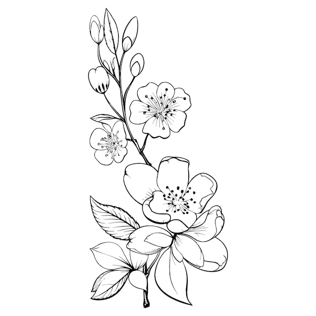 Arte botánico de flor de cerezo Primavera almendra sakura manzano rama mano dibujar doodle vector ilustración Lindo arte de tinta negra aislado sobre fondo blanco Bosquejo de flor floral realista