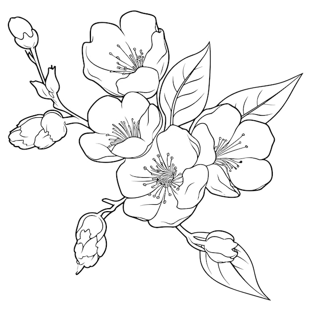 Arte botánico de flor de cerezo Primavera almendra sakura manzano rama mano dibujar doodle vector ilustración Lindo arte de tinta negra aislado sobre fondo blanco Bosquejo de flor floral realista