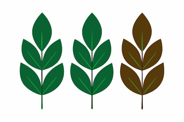 El arte del color de las hojas del árbol de café de Kentucky captura la belleza del follaje