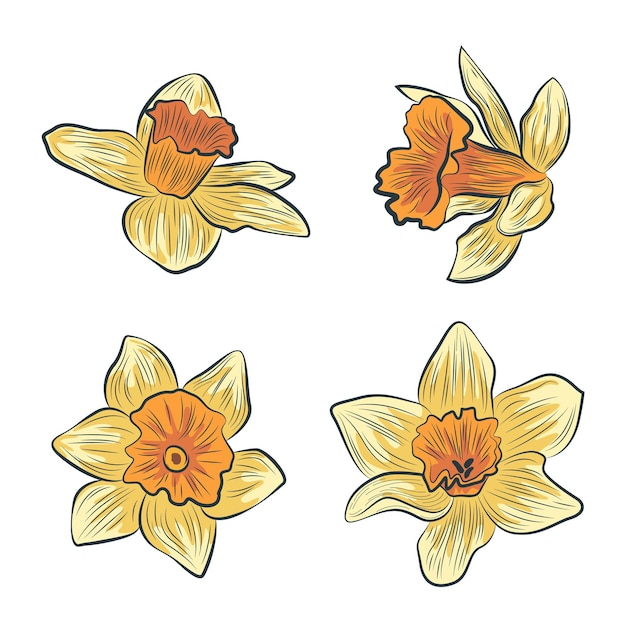 Vector arte de diseño de vector de flor de narciso