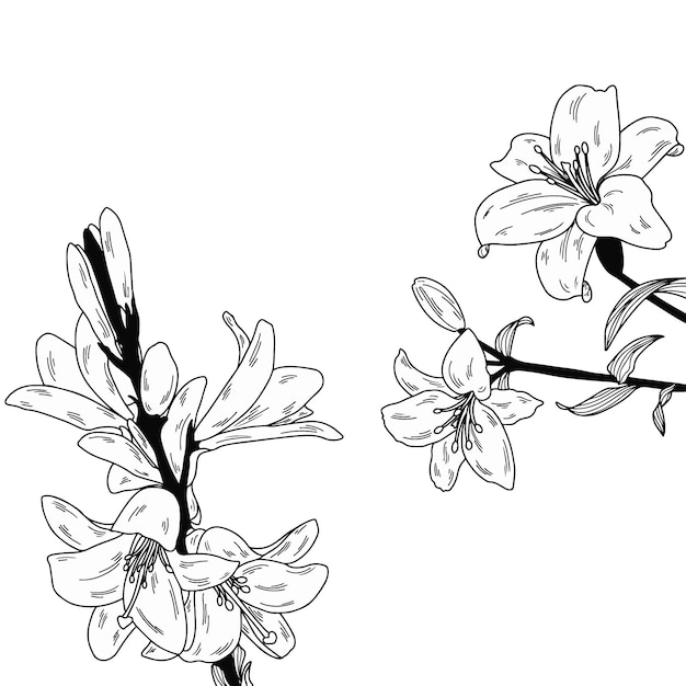Arte Floral Línea negra y blanca dibujada a mano