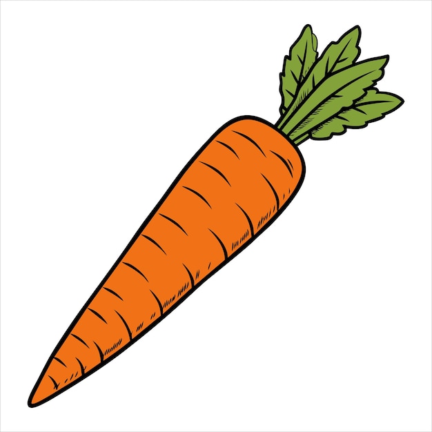 Arte y ilustración vectorial de zanahorias