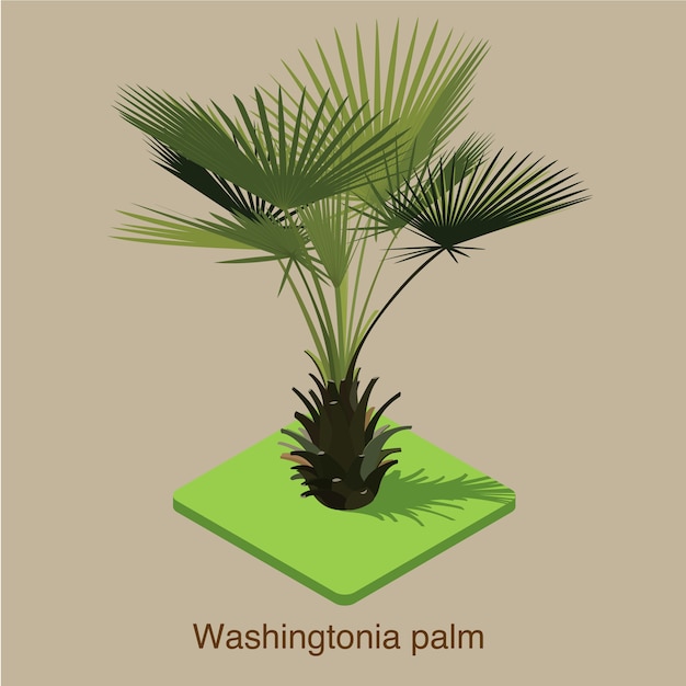 Vector arte isométrico 3d del vector de la palmera de washingtonia.