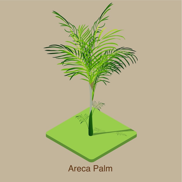 Arte isométrico del vector 3D de la palma de Areca.