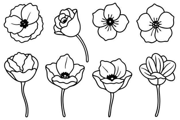 Arte de la línea de amapola Cómo dibujar amapolas