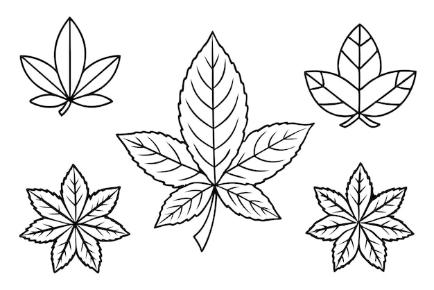 Arte de línea de Buckeye Leaf que explora la simplicidad en los patrones de hojas de buckeye