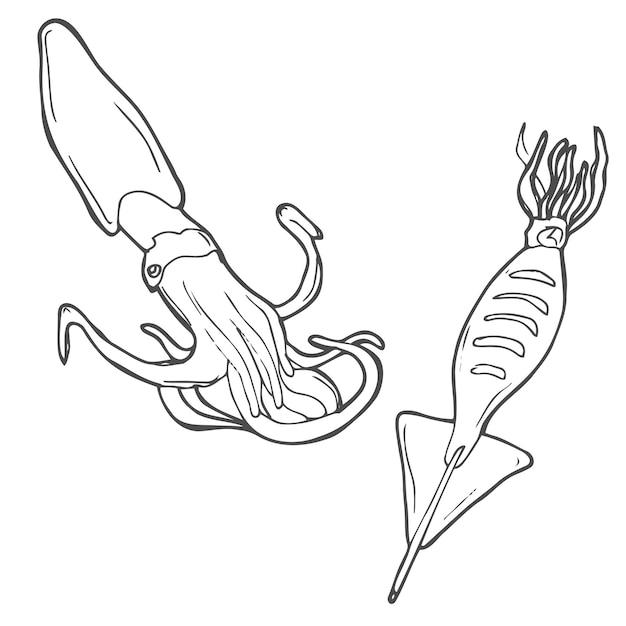 Vector arte de la línea calamar diseño del menú diseño del logotipo animales submarinos doodle comida exótica