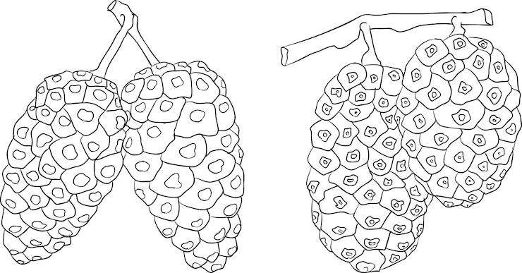 Vector arte de línea detallado de frutas de noni mulberry indio gran morinda vector versátil de alta calidad