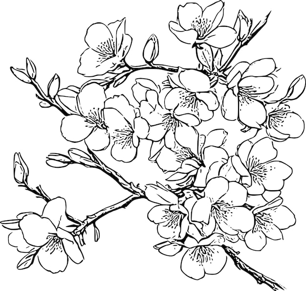 Arte de la línea de la flor de cerezo Clipart
