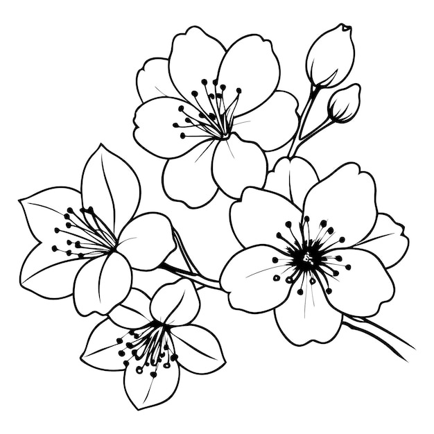 Arte de la línea de la flor de cerezo vector simple