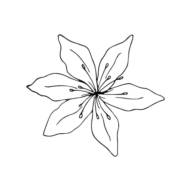 Arte de línea de flor de lirio. ilustración de contorno negro de vector aislado sobre fondo blanco. dibujo de boceto. patrón lineal floral