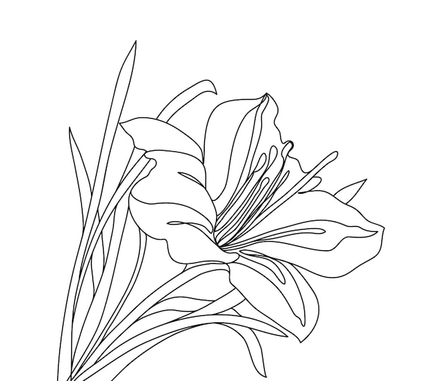 Arte de línea de flores de lirio Lirio en estilo de dibujo de línea continua única