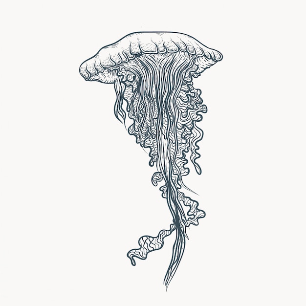 arte de línea de ilustración de medusas